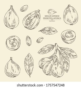 Collection of medlar japanese: medlar fruit and leaves. Eriobotrya japonica. Vector hand drawn illustration.