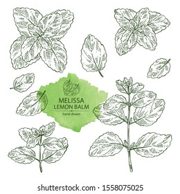 Collection of melissa: plant and leaves of melissa. Lemon balm. Cosmetic and medical plant. Vector hand drawn 