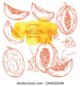 Collection of melon and melon slice. Vector hand drawn illustration