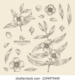Collection of mesua ferrea: mesua ferrea plant, leaves, mesua ferrea flowers. Cosmetic, perfumery and medical plant. Vector hand drawn illustration.