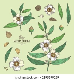 Collection of mesua ferrea: mesua ferrea plant, leaves, mesua ferrea flowers. Cosmetic, perfumery and medical plant. Vector hand drawn illustration. svg