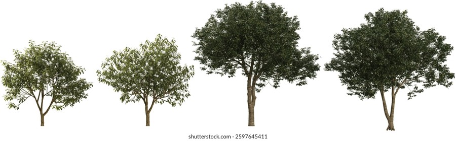 Collection of Michelia,Osmanthus trees on transparent background
