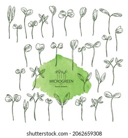 Collection of microgreens: leaves and plants of microgreens. Vector hand drawn illustration