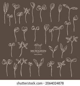 Collection of microgreens: leaves and plants of microgreens. Vector hand drawn illustration