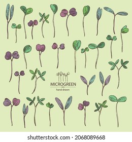Colección de microvegetales: hojas y plantas de microvegetales. Ilustración dibujada a mano por el vector