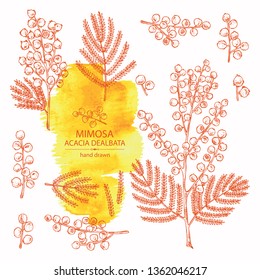 Collection of mimosa: mimosa flowering branch and leaves. Acacia dealbata. Cosmetic, perfumery and medical plant. Vector hand drawn illustration