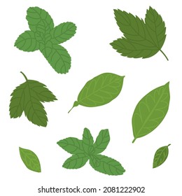 Collection of mint and lemon leaves. Nature harvest, healthy product, tea ingredient. Isolated element. Flat style in vector illustration. Use for eco market and healthy food packing or wedding decor.