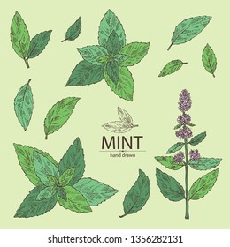 Collection of mint: plant and leaves of peppermint. Vector hand drawn illustration