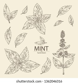 Collection Of Mint: Plant And Leaves Of Peppermint. Vector Hand Drawn Illustration 