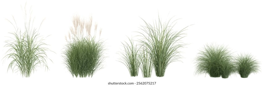 Collection of Miscanthus plants on transparent background