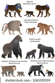 Collection of monkeys living in the territory of Africa and Asia: wanderoo (lion-tailed macaque), japanese macaque (snow monkey), gorilla, hamadryas baboon, mandrill