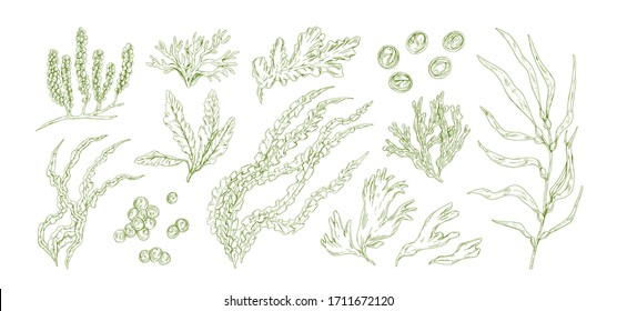 Collection of monochrome edible algae isolated on white background. Different hand drawn seaweed. Organic water plants. Realistic detailed seaware set. Vector illustration