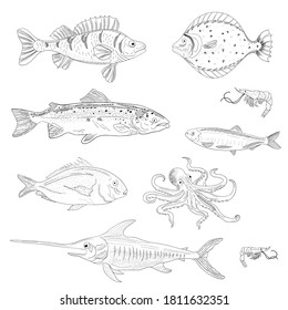 Collection of monochrome  fish hand drawn with black contour lines on white background. Herring, cod, perch, flounder, mackerel, tuna, swordfish, shrimp, octopus.