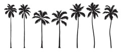 Collection of monochrome graphic silhouettes. Tropical palm tree set. Abstract botanical elements isolated on a white background. 