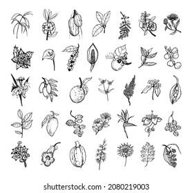 Collection of monochrome illustrations of african plants in sketch style. Hand drawings in art ink style. Black and white graphics.