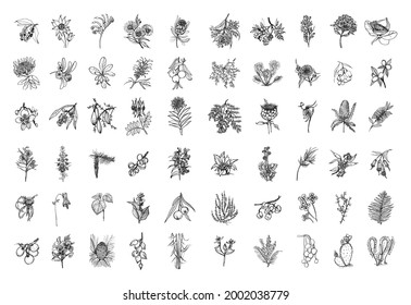 Collection of monochrome illustrations of Australia plants in sketch style. Hand drawings in art ink style. Black and white graphics.