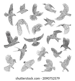 Collection of monochrome illustrations of birds in sketch style. Hand drawings in art ink style. Black and white graphics.
