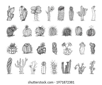 Collection of monochrome illustrations of cactuses in sketch style. Hand drawings in art ink style. Black and white graphics.