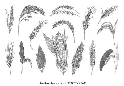 Collection of monochrome illustrations of cereals in sketch style. Hand drawings in art ink style. Black and white graphics.