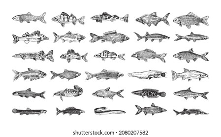 Colección de ilustraciones monocromáticas de peces de agua dulce en forma de boceto. Dibujos a mano en estilo de tinta artística. Gráficos en blanco y negro.