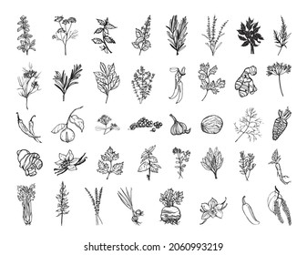 Collection of monochrome illustrations of herbs and spices in sketch style. Hand drawings in art ink style. Black and white graphics.