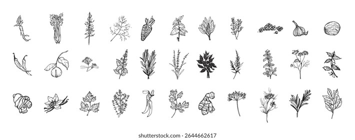 Coleção de ilustrações monocromáticas de ervas e especiarias no estilo de esboço. Desenhos de mão em estilo de tinta de arte. Gráficos em preto e branco. ilustração vetorial