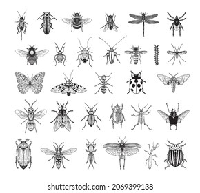 Collection of monochrome illustrations of insects in sketch style. Hand drawings in art ink style. Black and white graphics.