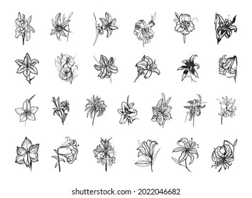 Collection of monochrome illustrations of lily in sketch style. Hand drawings in art ink style. Black and white graphics.