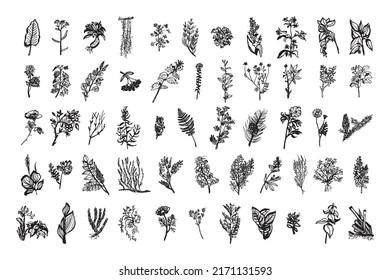 Colección de ilustraciones monocromáticas de plantas medicinales en estilo de esbozo. Dibujos a mano en estilo de tinta artística. Gráficos en blanco y negro.