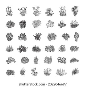Collection of monochrome illustrations with moss in sketch style. Hand drawings in art ink style. Black and white graphics.