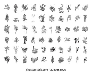 Collection of monochrome illustrations of nordic plants in sketch style. Hand drawings in art ink style. Black and white graphics.