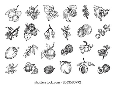 Collection of monochrome illustrations of nuts in sketch style. Hand drawings in art ink style. Black and white graphics.