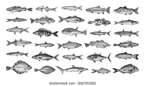 Collection of monochrome illustrations of sea fish in sketch style. Hand drawings in art ink style. Black and white graphics.