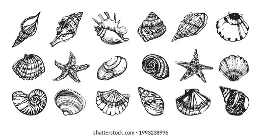 Collection of monochrome illustrations of seashells in sketch style. Hand drawings in art ink style. Black and white graphics.