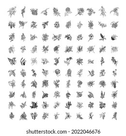 Collection monochrome illustrations shrubs in sketch style  Hand drawings in art ink style  Black   white graphics 