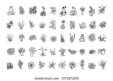 Collection of monochrome illustrations of succulents in sketch style. Hand drawings in art ink style. Black and white graphics.