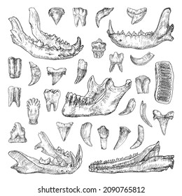 Collection of monochrome illustrations of teeth and jaws in sketch style. Hand drawings in art ink style. Black and white graphics.