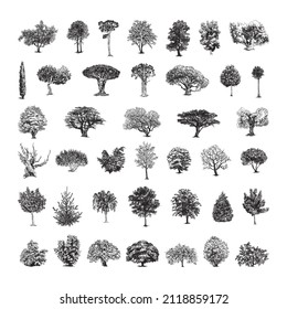 Collection of monochrome illustrations of trees in sketch style. Hand drawings in art ink style. Black and white graphics.