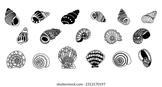 collection of monochrome shells in the doodle style. Hand-drawn illustration. Horizontal composition. Set of black and white shells.