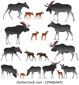 Collection of mooses also named elks and its cubs in colour image