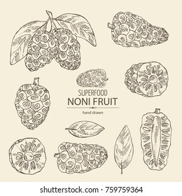 Collection of morinda, noni fruit: branch with noni fruit. Super food. Vector hand drawn illustration