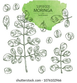 Collection of moringa: plant, seeds and leaves. Super food. Vector hand drawn illustration.