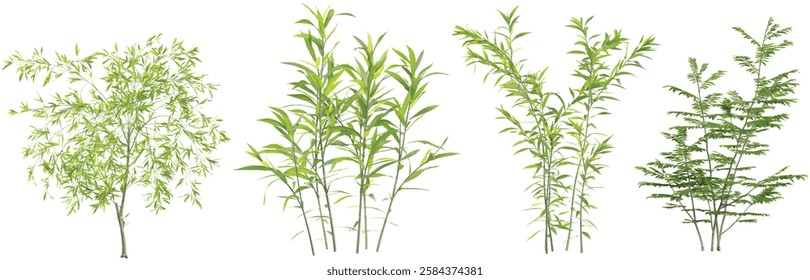 Collection of Morus,babylonica plants on transparent background