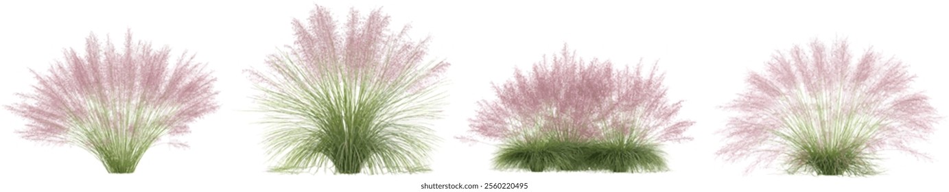 Collection of Muhly plants on transparent background