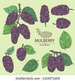 Collection of mulberry: berries and leaves. Vector hand drawn illustration