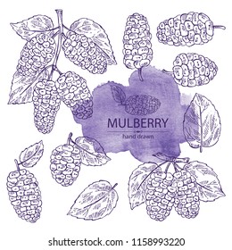 Collection Of Mulberry: Berries And Leaves. Vector Hand Drawn Illustration