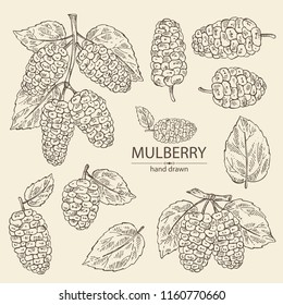 Collection of mulberry: berries and leaves. Vector hand drawn illustration