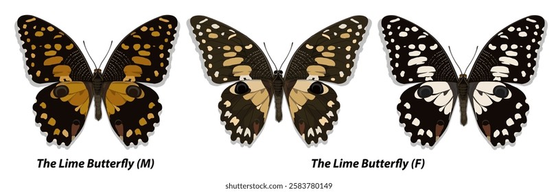 Collection of multicolored butterflies. Set 9. Vector illustration.