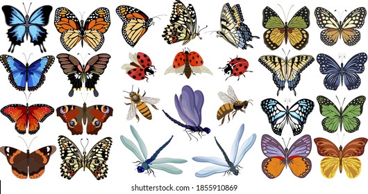 Collection of multicolored insects.Butterflies, ladybugs, bees and dragonflies in color set.