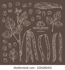 Collection of mung beans: leaf, plant, pod and seed of mung beans. Vector hand drawn illustration